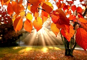 /pliki/zdjecia/je 1.jpg